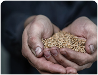 Cupped hands holding grains.